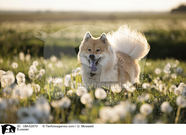 Eurasier / Eurasier / UM-02870