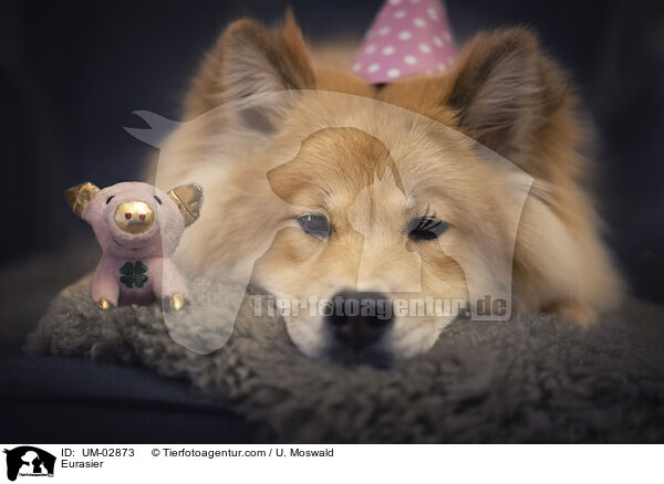 Eurasier / Eurasier / UM-02873