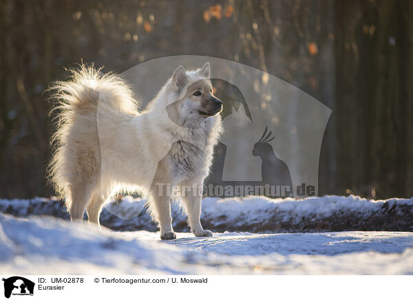 Eurasier / Eurasier / UM-02878