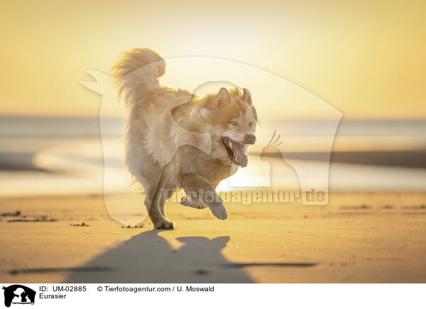 Eurasier / Eurasier / UM-02885