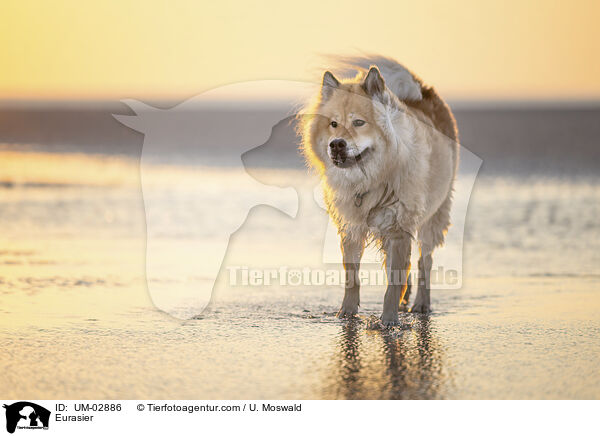 Eurasier / Eurasier / UM-02886