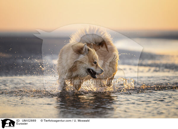 Eurasier / Eurasier / UM-02889
