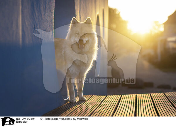 Eurasier / Eurasier / UM-02891