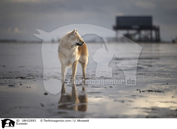 Eurasier / Eurasier / UM-02893