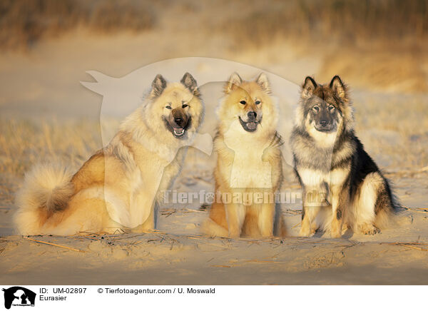 Eurasier / Eurasier / UM-02897