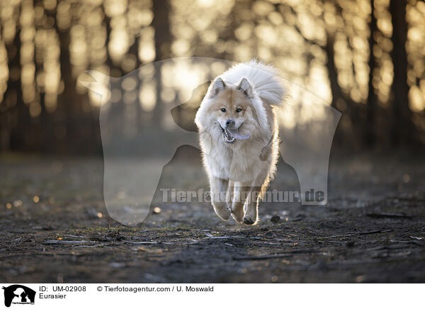 Eurasier / Eurasier / UM-02908