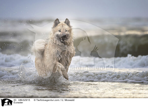 Eurasier / Eurasier / UM-02915