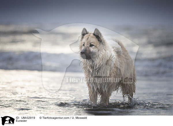 Eurasier / Eurasier / UM-02919