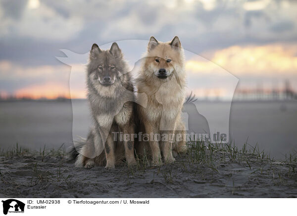 Eurasier / Eurasier / UM-02938