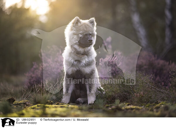 Eurasier Welpe / Eurasier puppy / UM-02951