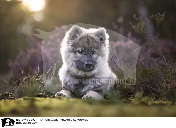 Eurasier Welpe / Eurasier puppy / UM-02952