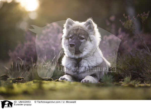 Eurasier Welpe / Eurasier puppy / UM-02953