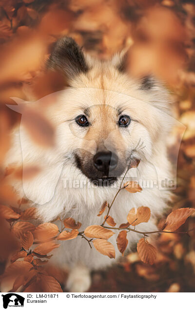 Eurasier / Eurasian / LM-01871