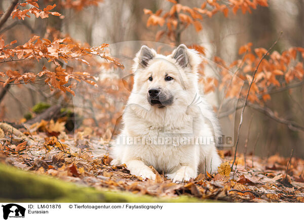 Eurasier / Eurasian / LM-01876