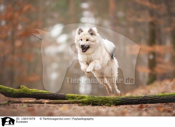 Eurasier / Eurasian / LM-01878