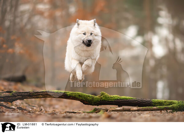 Eurasier / Eurasian / LM-01881