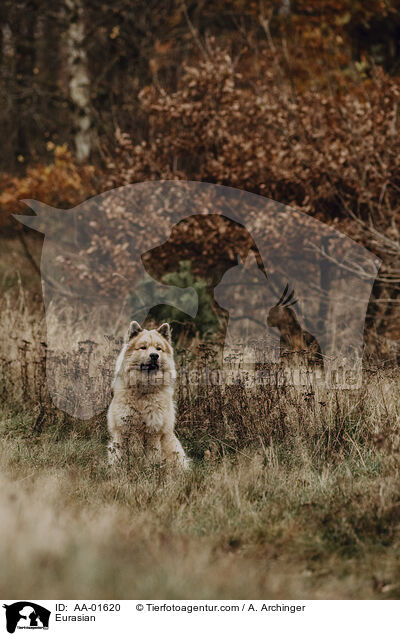 Eurasier / Eurasian / AA-01620