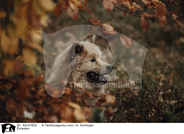 Eurasier / Eurasian / AA-01622
