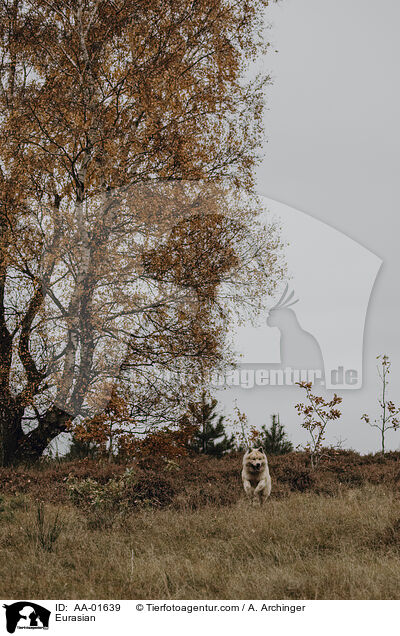 Eurasier / Eurasian / AA-01639