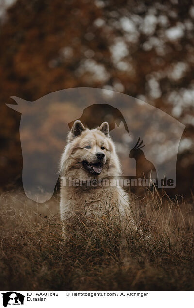 Eurasier / Eurasian / AA-01642