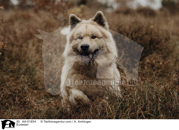 Eurasier / Eurasian / AA-01654