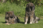 two eurasier