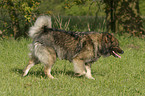 running Eurasier