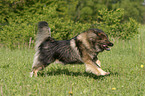 running Eurasier