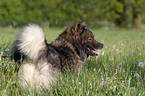 standing Eurasier