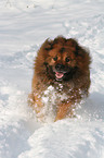 Eurasier in snow