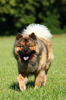 male Eurasian Dog