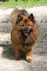 standing Eurasier