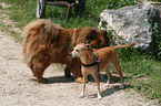 Eurasier and mongrel