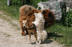 Eurasier and mongrels