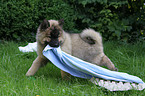 Eurasier Puppy