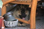 Eurasier Puppy