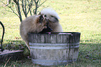 drinking Eurasier