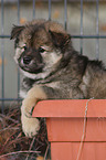 Eurasier Puppy