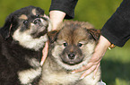 Eurasier Puppies