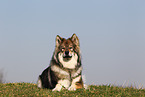 lying Eurasian Dog