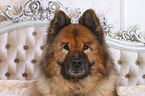 Eurasian Dog Portrait