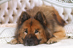 lying Eurasian Dog