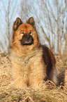 standing eurasian dog