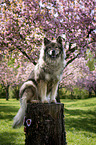 sitting Eurasian Dog