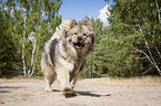 running Eurasian Dog