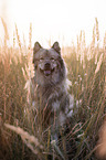 sitting Eurasian Dog