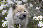 Eurasian Dog portrait