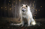 sitting Eurasian Dog