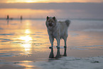 standing Eurasian Dog