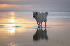 walking Eurasian Dog